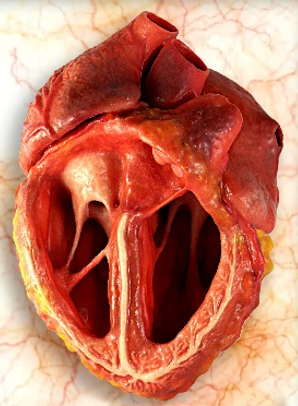 Anatomical model - heart (material: plaster)
