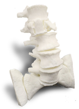Anatomical model - spine (material: Nylon-12)